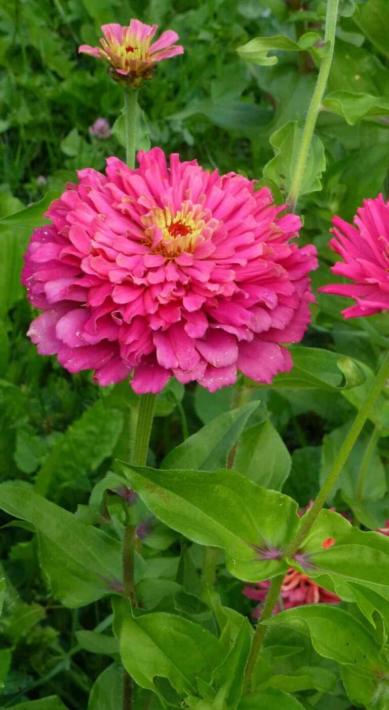 How to Fertilize Zinnias – DIY Homemade Fertilizers