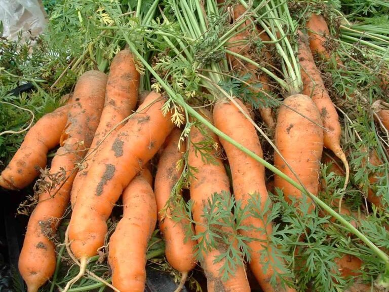 5 Simple Ways to Store Carrots from the Garden
