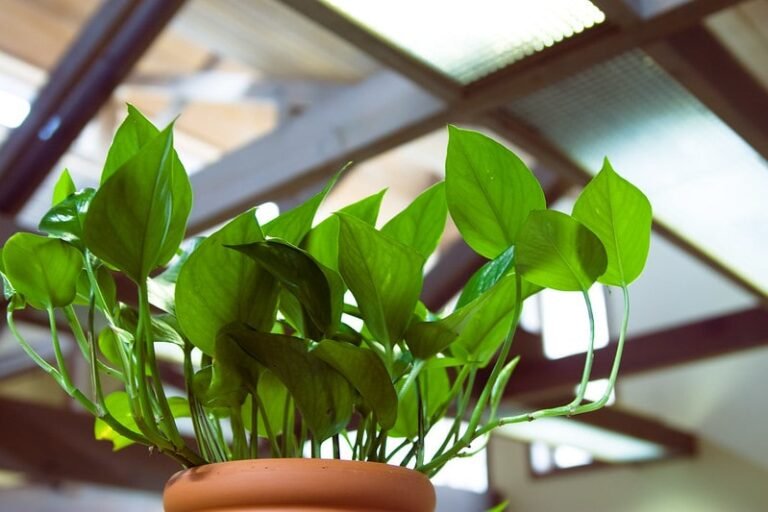 15 Pothos Companion Plants – Plants to Grow Together