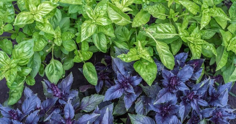 23 of the Best Basil Varieties for the Home Herb Garden