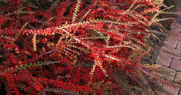 21 of the Best Cotoneaster Varieties for Your Landscape