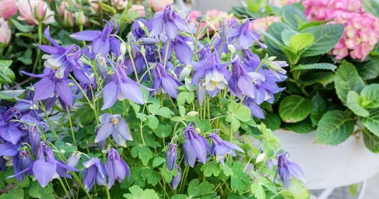 15 of the Best Native Blue Wildflowers for Your Landscape