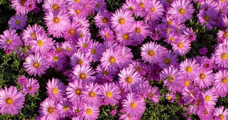 11 of the Best Pink Aster Varieties