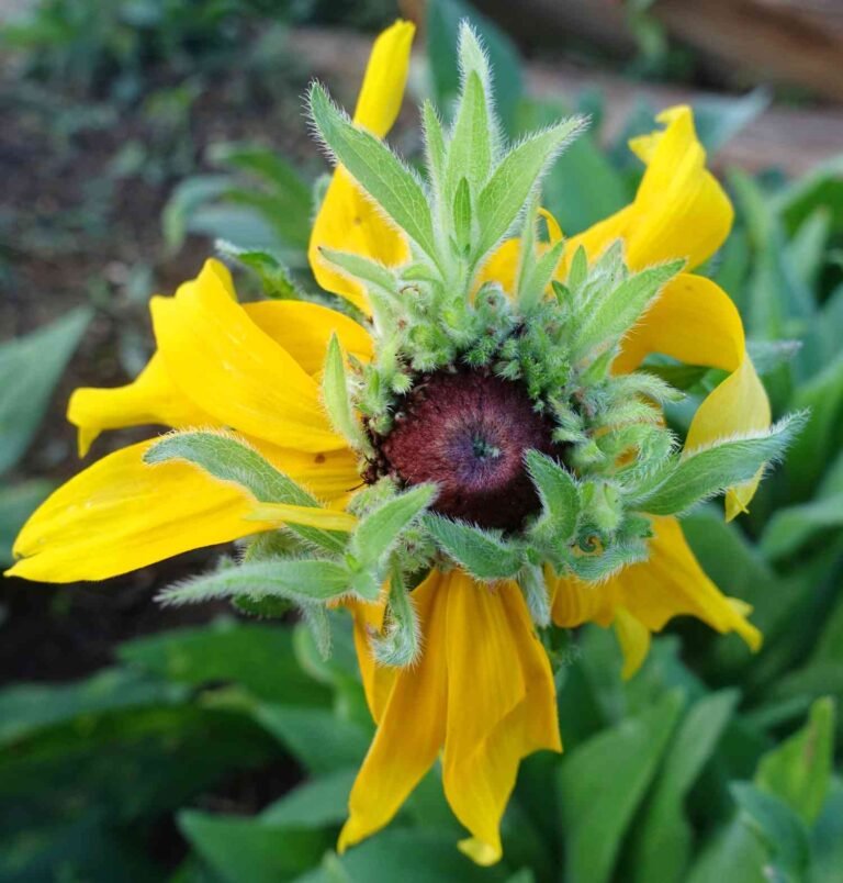 9 Companion Plants with Black Eyed Susans