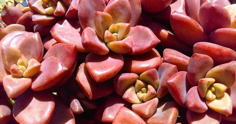How to Grow Graptosedum ‘California Sunset’ Succulents