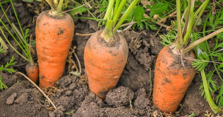 How to Plant and Grow Chantenay Carrots
