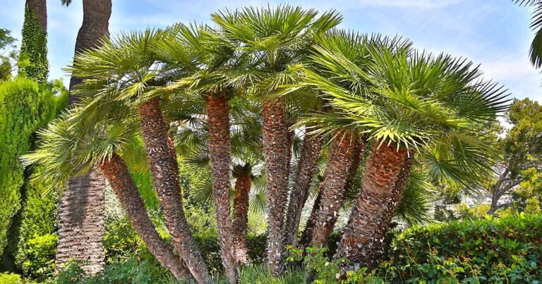 How to Grow European (Mediterranean) Fan Palm