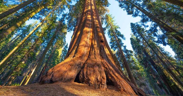 How to Grow and Care for Redwood Trees