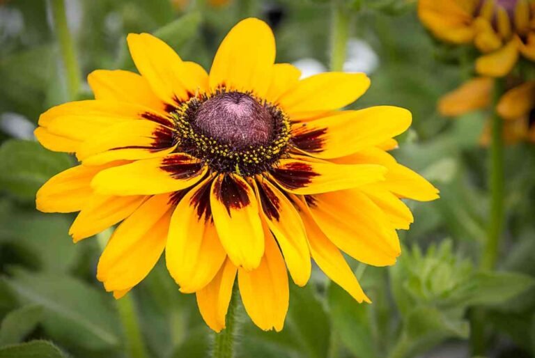 23 Perennials to Plant in August to Bloom through Fall