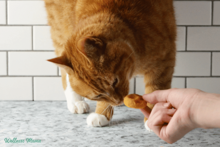 Soft Homemade Cat Treats Recipe