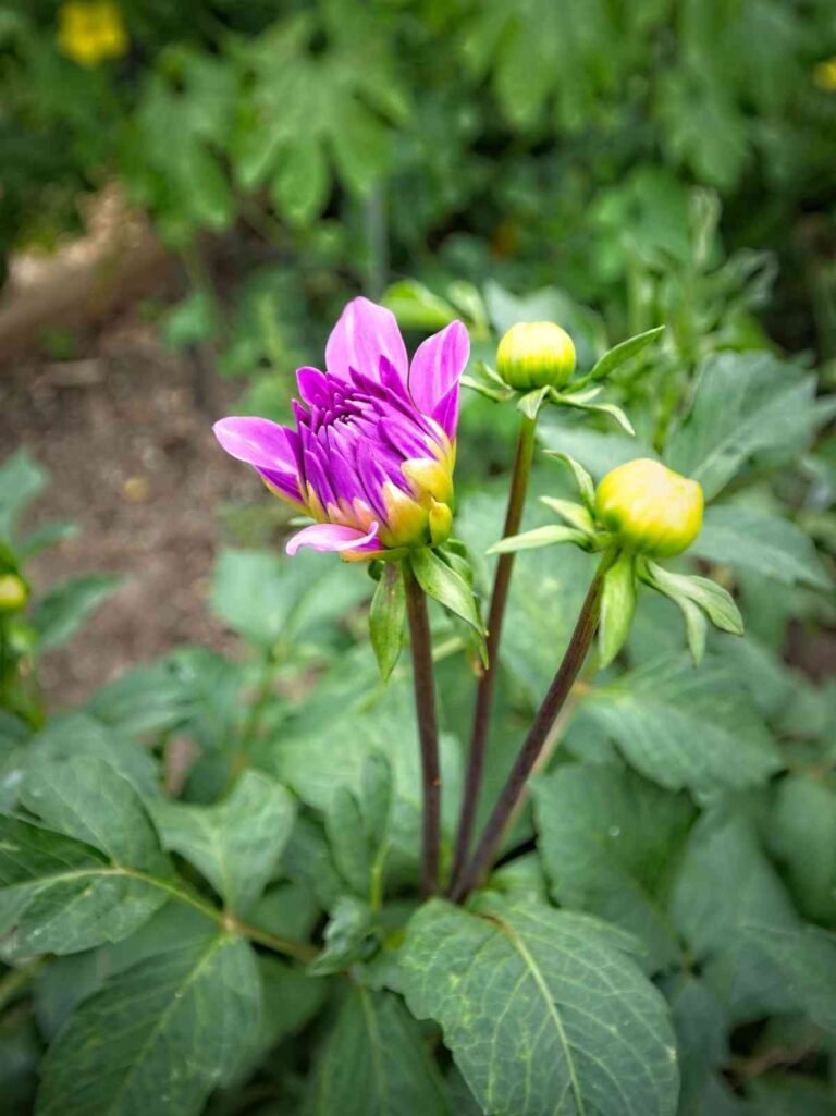 How to Propagate Dahlias from Cuttings?