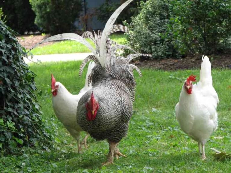 6 Best Ground Cover for Chicken Run