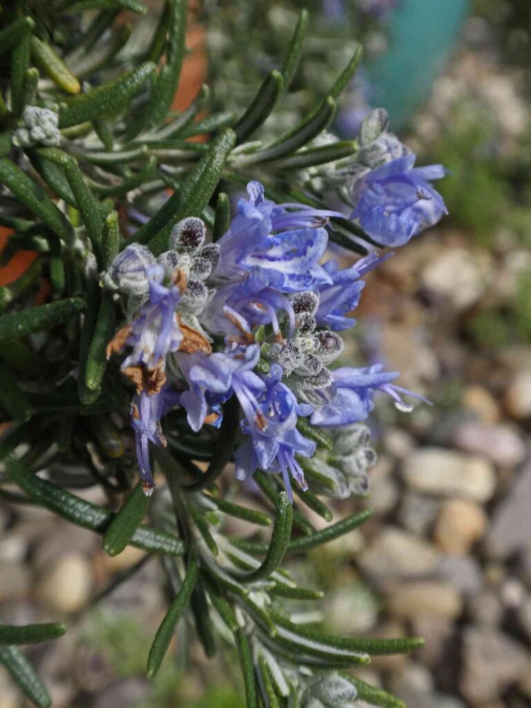 How Do You Dry Rosemary Leaves – 4 Different Methods