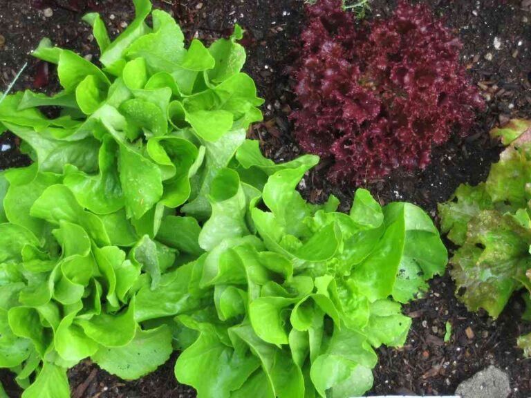 18 Vegetables to Plant in September