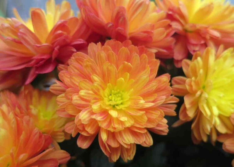 How to Grow Chrysanthemums? – Homestead Gardener