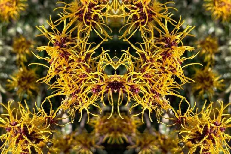 17 Perennials that Bloom in Fall and Winter