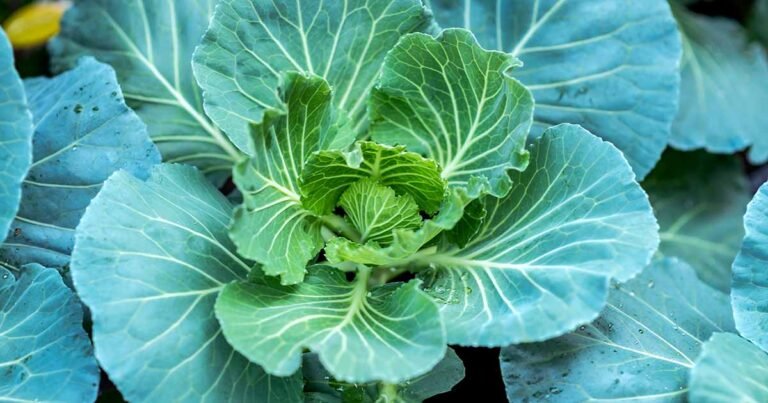 9 of the Best Collard Greens Varieties to Grow at Home