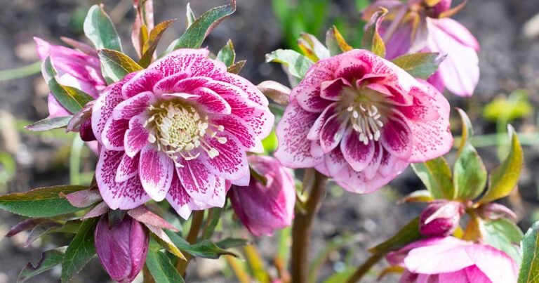 15 of the Best Double Hellebore Varieties for Your Garden