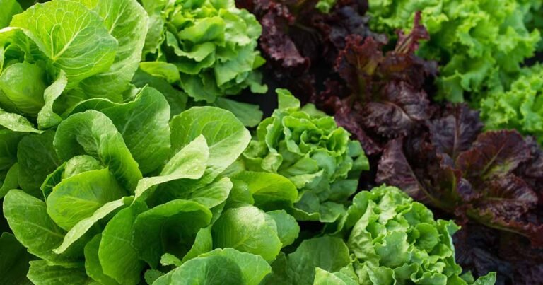 How to Identify and Manage Downy Mildew in Lettuce
