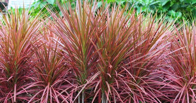 Protecting Outdoor Plants from Cold