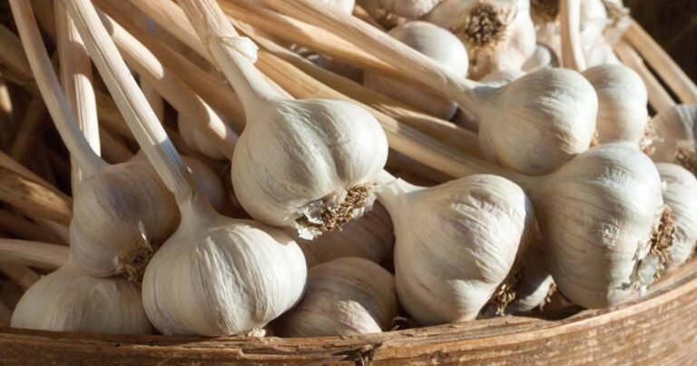 10 Garlic Families to Know About for the Garden