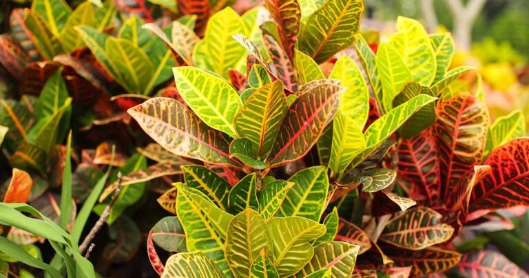 How to Grow and Care for Showy Garden Croton