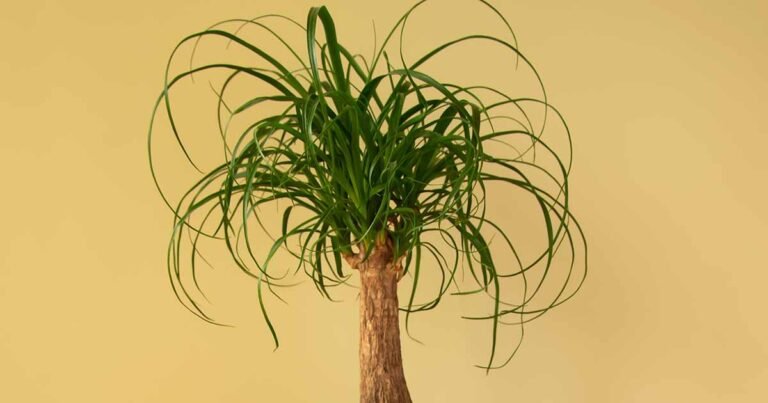 How to Grow and Care for Ponytail Palms