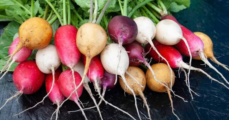How to Plant and Grow Radishes in Containers