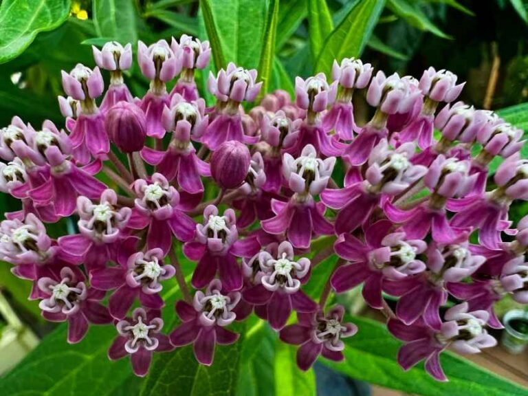 19 Fall Wildflowers for Late Season Color