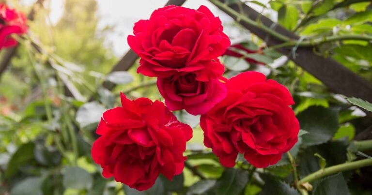 When and How to Plant Roses in the Fall