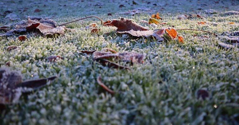 11 Essential Tips for Healthy Grass