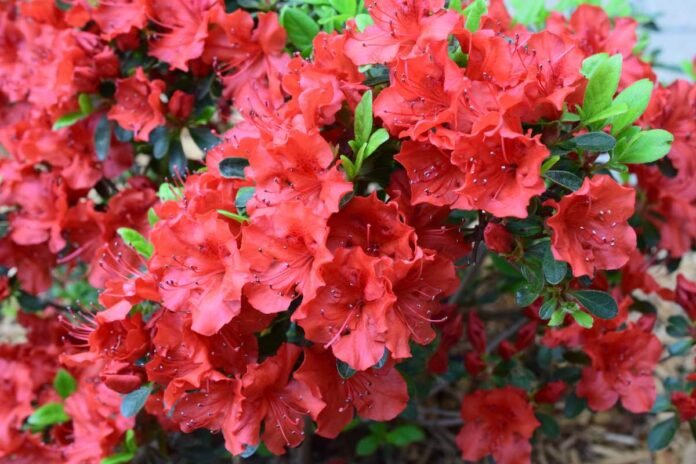 Azalea.jpg