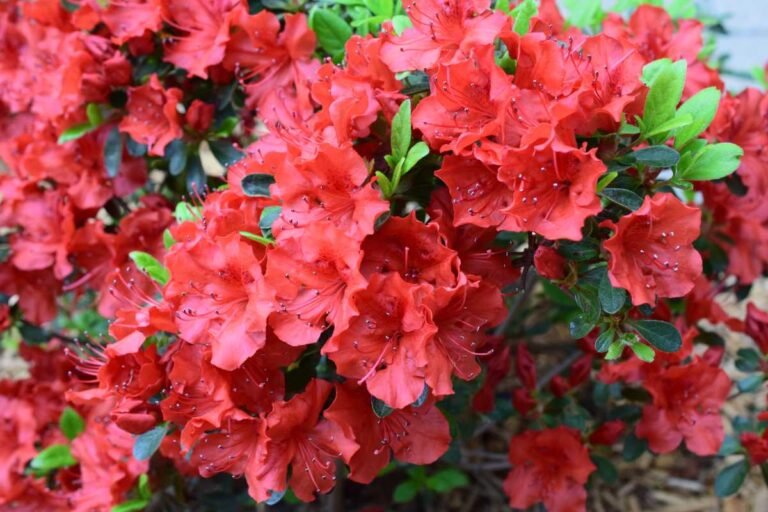 19 Best Christmas Flowers to Beautify Your Holiday Season