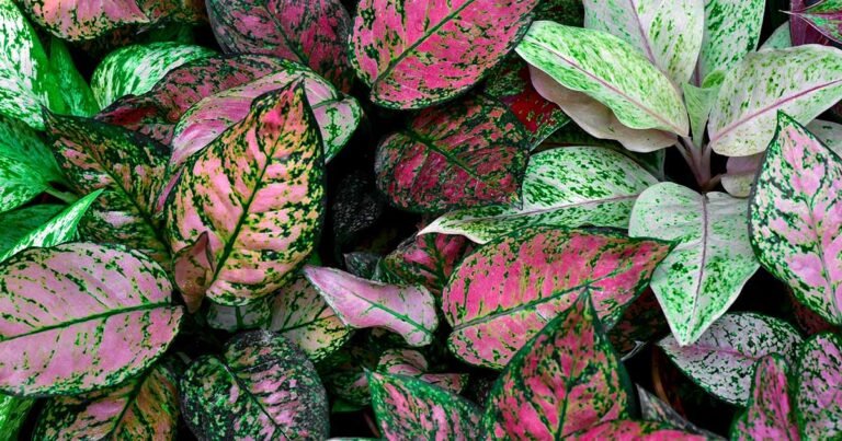 23 Colorful Houseplants to Warm Up Your Winter