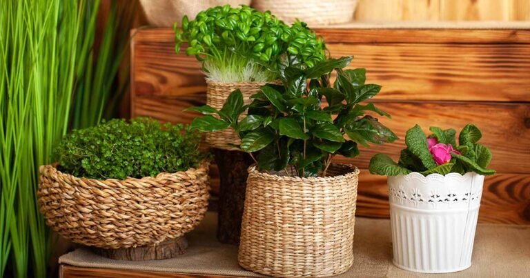 17 of the Most Fragrant Plants to Grow Indoors