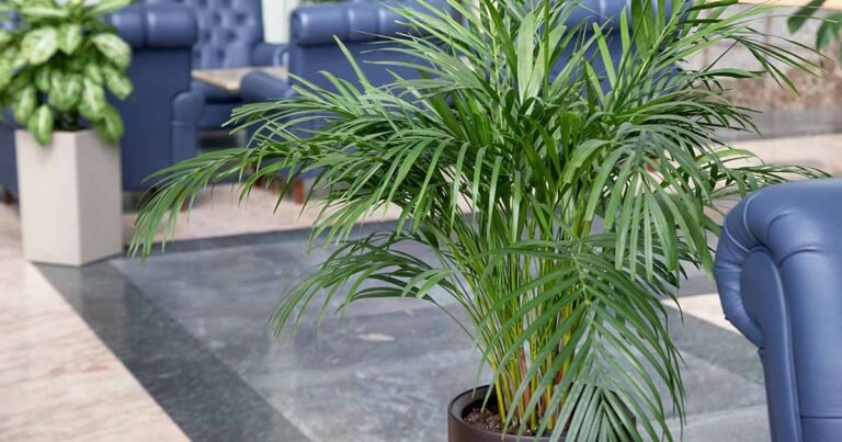 25 Tree-Like Plants to Grow Indoors