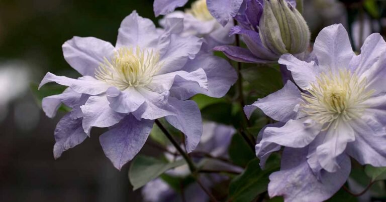 Protect Your Vines from Freezing and Frost