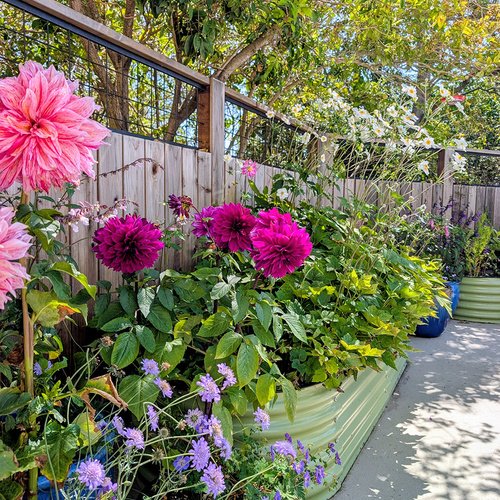 GPOD-Porter-Felt-5-raised-beds-along-fence-thumb-1x1.jpg