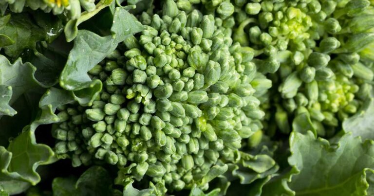 How to Plant and Grow Broccoli Rabe (Rapini)