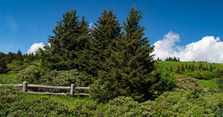 How to Grow and Care for Fraser Fir Trees