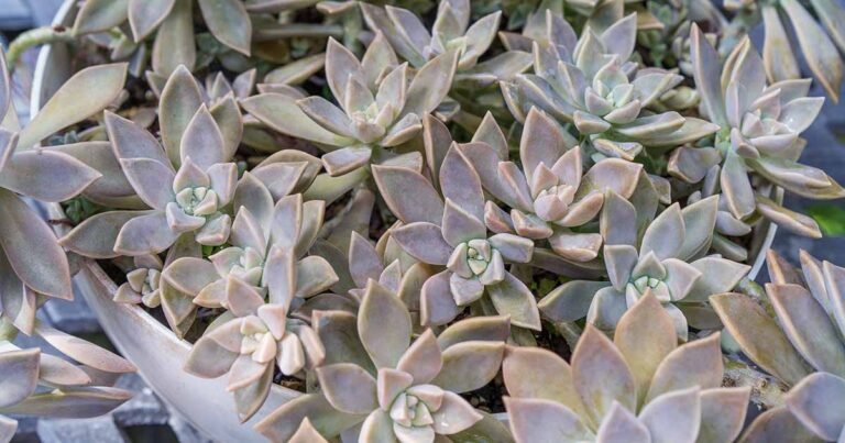 How to Grow Ghost Plants (Mother of Pearl)