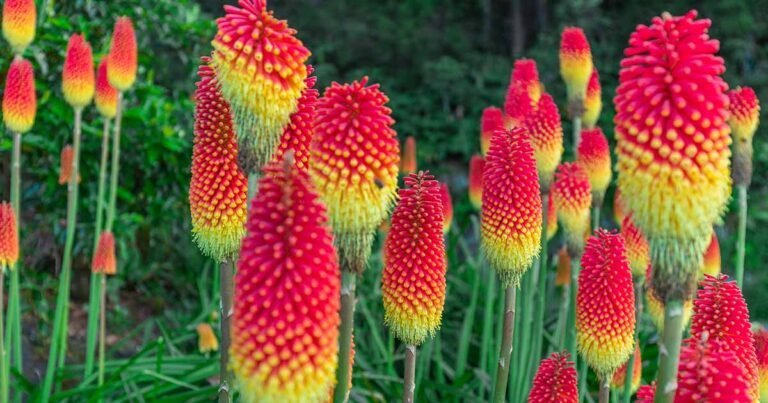 How to Grow and Care for Red Hot Poker (Torch Lily)