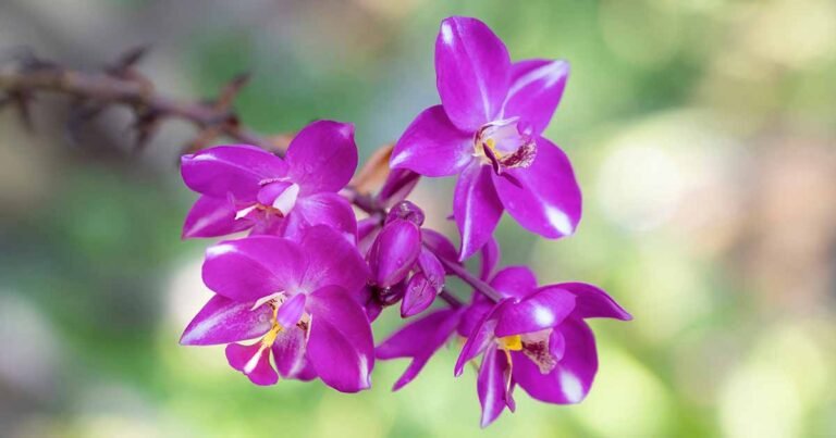 How to Grow Spathoglottis (Ground) Orchids