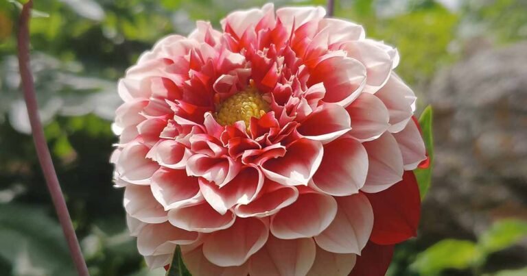 How to Lift Dahlias for Winter Storage