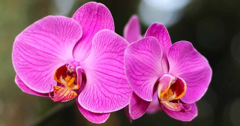 23 of the Best Types of Orchids to Grow as Houseplants