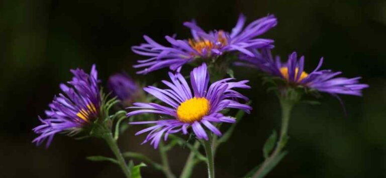 How to Grow Asters for Fall Blooming?