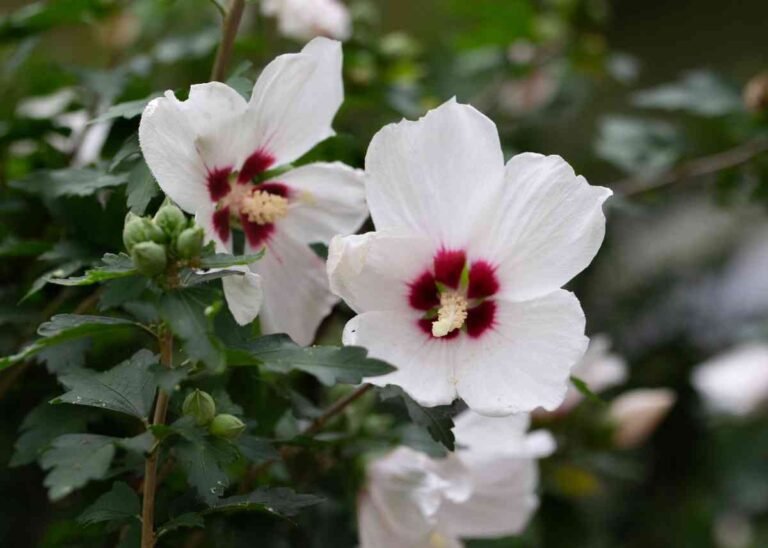 When to Plant Rose of Sharon?