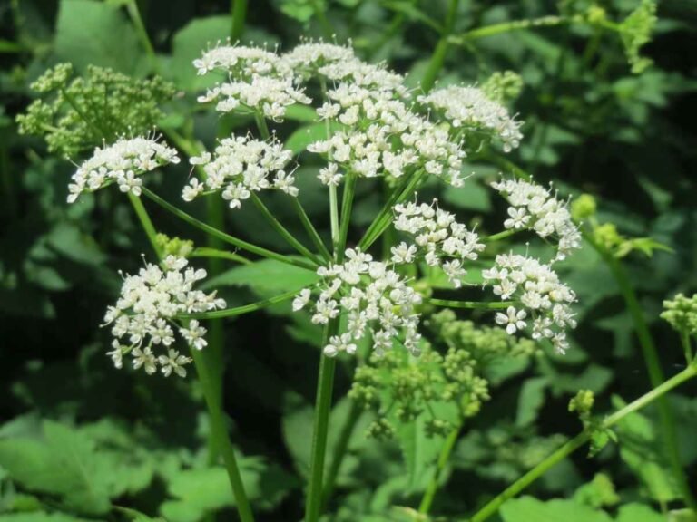 17 Ground Cover Plants for Your Winter and Cold Weather