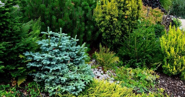 19 of the Best Dwarf Conifers for Small Gardens