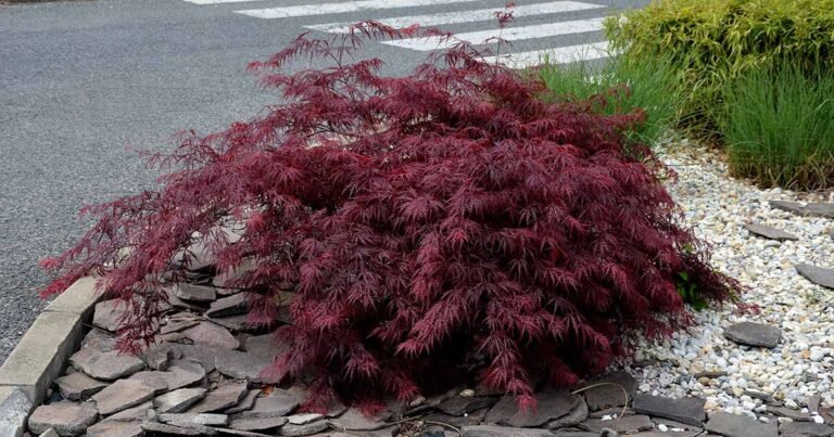 17 of the Best Dwarf Japanese Maple Varieties